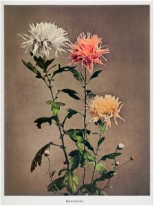 Kin–sui–ro, hand–colored collotype from Some Japanese Flowers (1896) by Kazumasa Ogawa.. Free illustration for personal and commercial use.