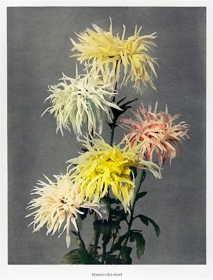 Nami–chi–dori, hand–colored collotype from Some Japanese Flowers (1896) by Kazumasa Ogawa.