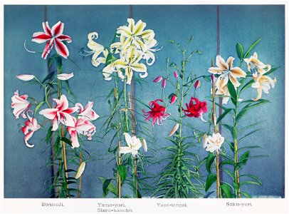 Lily, hand–colored collotype from Some Japanese Flowers (1896) by Kazumasa Ogawa.. Free illustration for personal and commercial use.