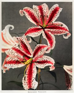 Lily, hand–colored collotype from Some Japanese Flowers (1896) by Kazumasa Ogawa.. Free illustration for personal and commercial use.