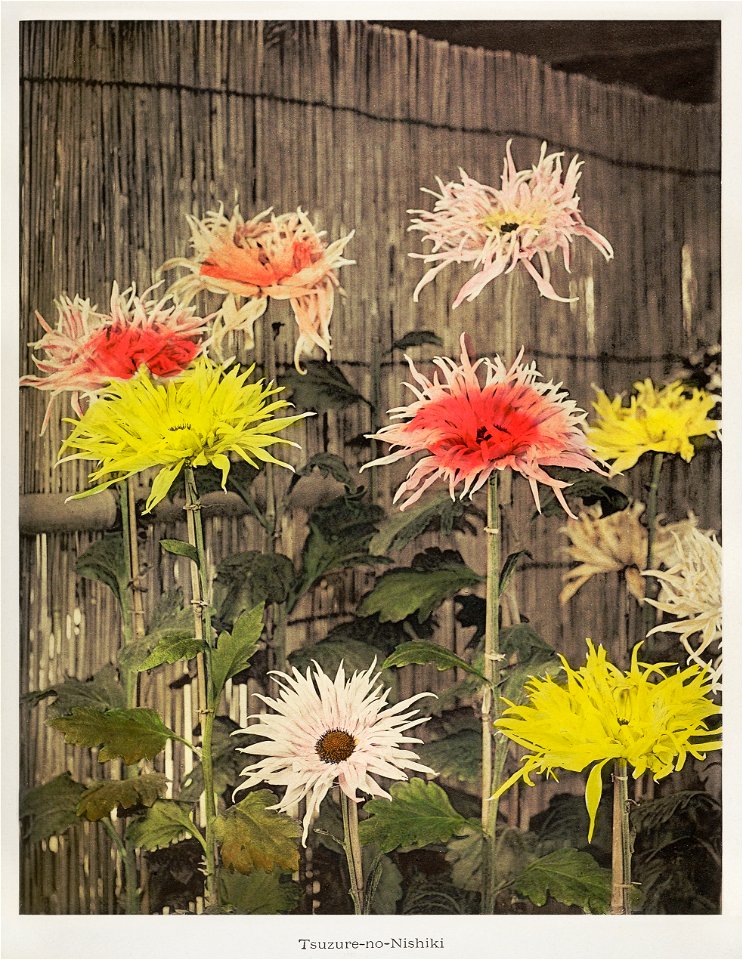 Tsuzure–no–Nishiki, hand–colored collotype from Some Japanese Flowers (1896) by Kazumasa Ogawa.