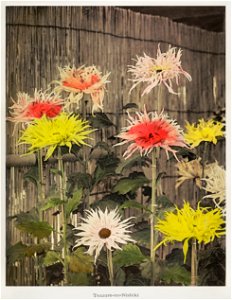 Tsuzure–no–Nishiki, hand–colored collotype from Some Japanese Flowers (1896) by Kazumasa Ogawa.. Free illustration for personal and commercial use.