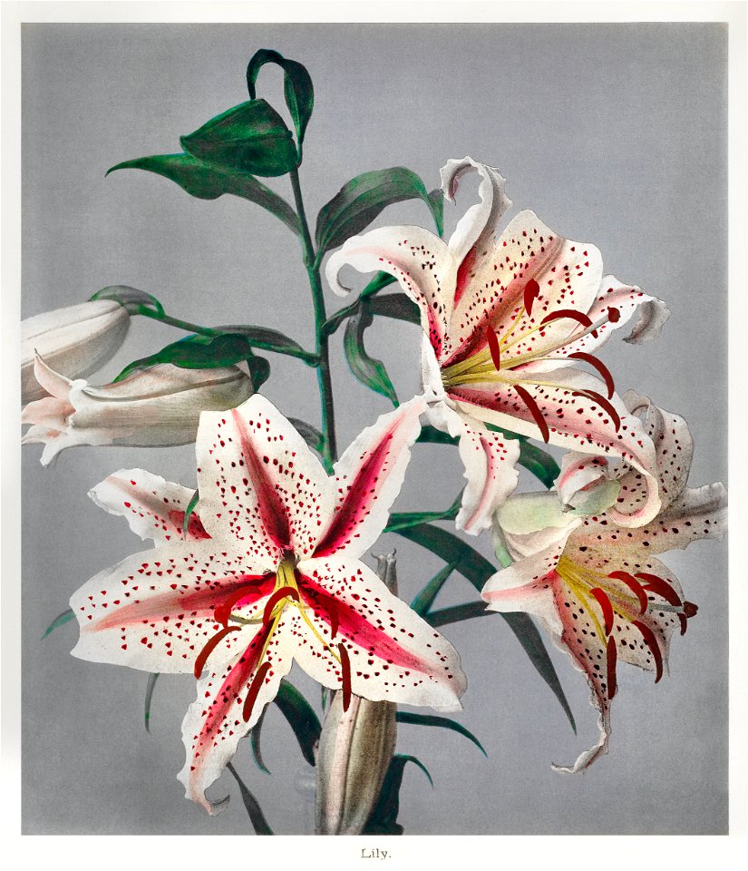Lily, hand–colored collotype from Some Japanese Flowers (1869) by Kazumasa Ogawa.