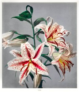 Lily, hand–colored collotype from Some Japanese Flowers (1869) by Kazumasa Ogawa.. Free illustration for personal and commercial use.