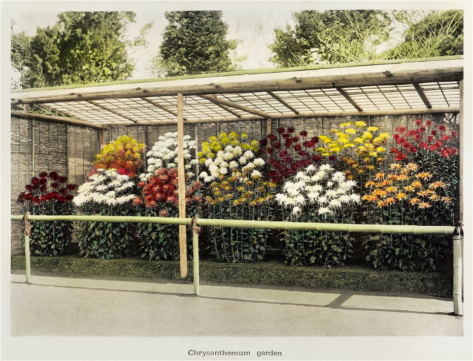 Chrysanthemum Garden, hand–colored collotype from Some Japanese Flowers (1896) by Kazumasa Ogawa.
