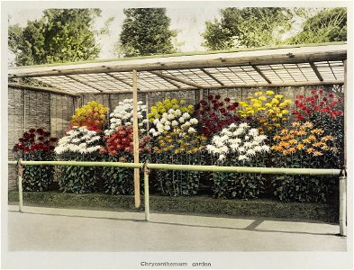 Chrysanthemum Garden, hand–colored collotype from Some Japanese Flowers (1896) by Kazumasa Ogawa.. Free illustration for personal and commercial use.