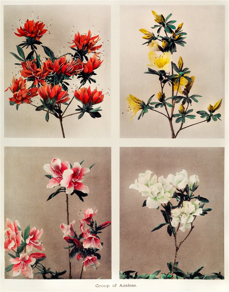 Group of Azaleas, hand–colored collotype (1896) by Kazumasa Ogawa.