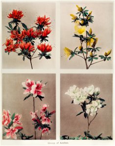 Group of Azaleas, hand–colored collotype (1896) by Kazumasa Ogawa.. Free illustration for personal and commercial use.