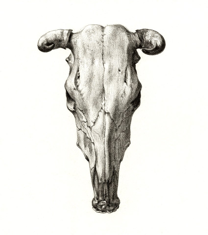 Bull Skull Stock Illustrations  5347 Bull Skull Stock Illustrations  Vectors  Clipart  Dreamstime
