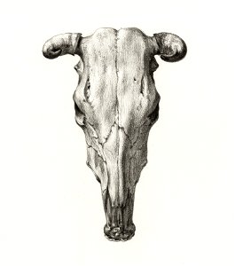 Skull of a cow (1816) by Jean Bernard (1775-1883).
