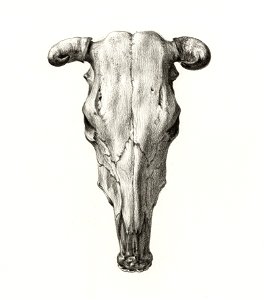 Skull of a cow (1816) by Jean Bernard (1775-1883).. Free illustration for personal and commercial use.