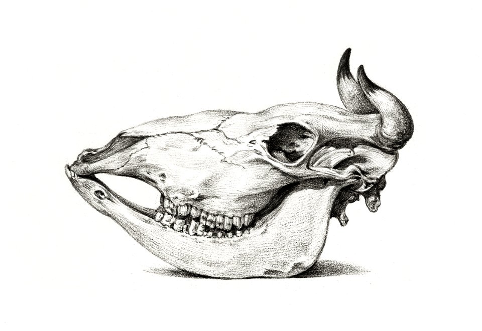 Skull of a cow (1816) by Jean Bernard (1775-1883).
