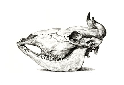 Skull of a cow (1816) by Jean Bernard (1775-1883).. Free illustration for personal and commercial use.
