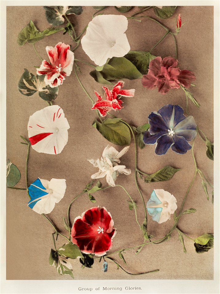 Group of Morning Glories, hand-colored collotype from Some Japanese Flowers (1896) by Kazumasa Ogawa.