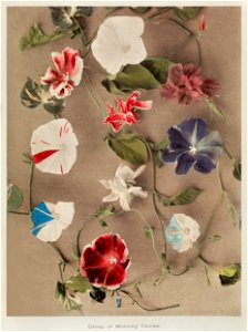 Group of Morning Glories, hand-colored collotype from Some Japanese Flowers (1896) by Kazumasa Ogawa.. Free illustration for personal and commercial use.