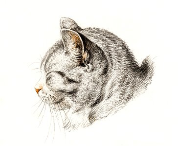 Sketch of a cat (1813) by Jean Bernard (1775-1883).. Free illustration for personal and commercial use.