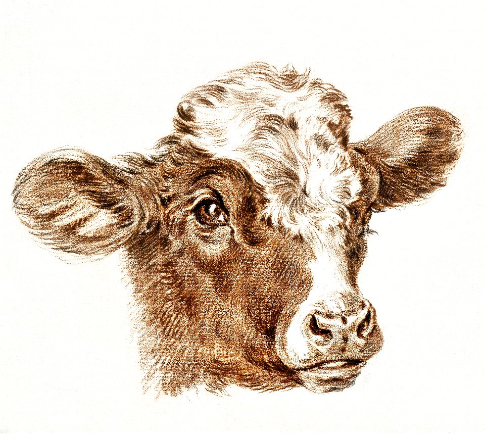 Head of a cow by Jean Bernard (1775-1883).