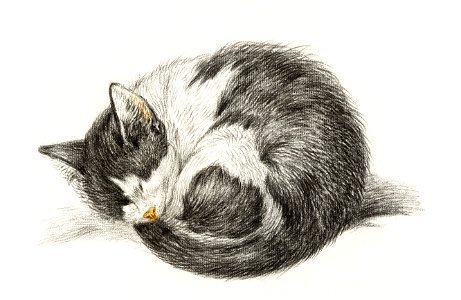 Rolled up lying sleeping cat (1825) by Jean Bernard (1775-1883).. Free illustration for personal and commercial use.