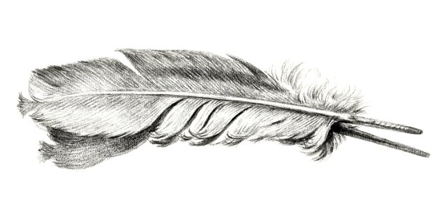 Feather by Jean Bernard (1775-1883).. Free illustration for personal and commercial use.