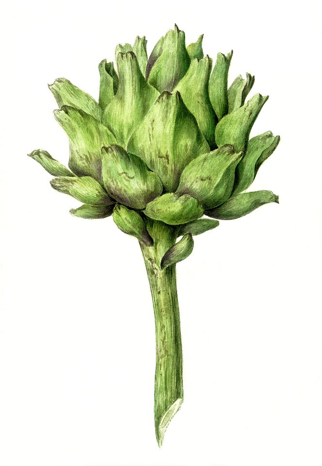 Artichoke by Jean Bernard (1775-1883).