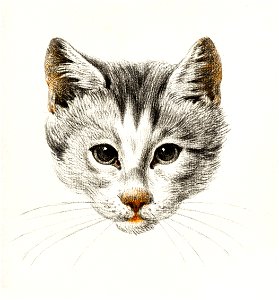 Sketch of a cat (1812) by Jean Bernard (1775-1883).. Free illustration for personal and commercial use.