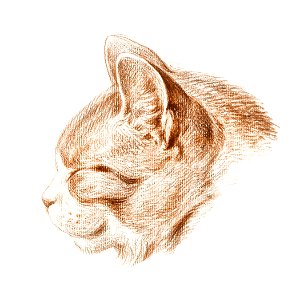 Sketch of a cat (1813) by Jean Bernard (1775-1883).. Free illustration for personal and commercial use.