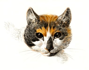 Head of a calico cat with open eyes (1819) by Jean Bernard (1775-1883).. Free illustration for personal and commercial use.