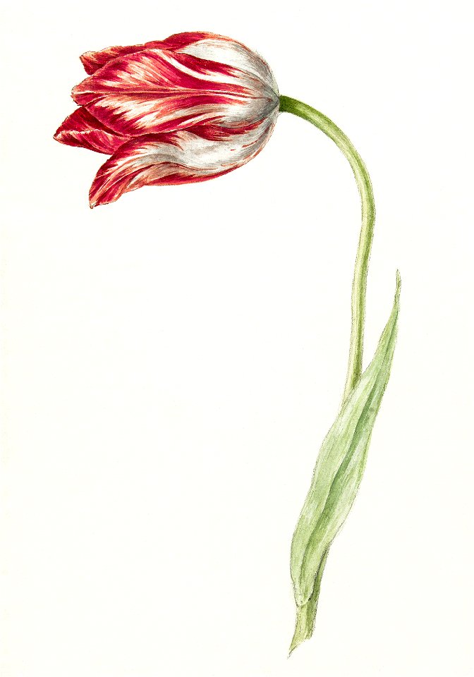 Pink tulip by Jean Bernard (1775-1883).