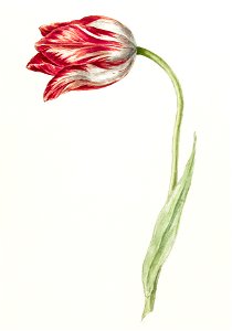 Pink tulip by Jean Bernard (1775-1883).. Free illustration for personal and commercial use.