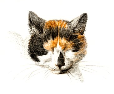 Head of a calico cat with closed eyes (1819) by Jean Bernard (1775-1883).. Free illustration for personal and commercial use.