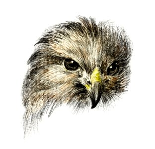 Head of a bird of prey (1818) by Jean Bernard (1775-1883).. Free illustration for personal and commercial use.