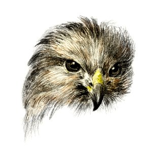 Head of a bird of prey (1818) by Jean Bernard (1775-1883).