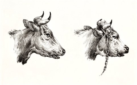 Two bull heads (1809 - 1833) by Jean Bernard (1775-1883).. Free illustration for personal and commercial use.