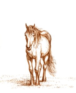 Standing horse (1816) by Jean Bernard (1775-1883).