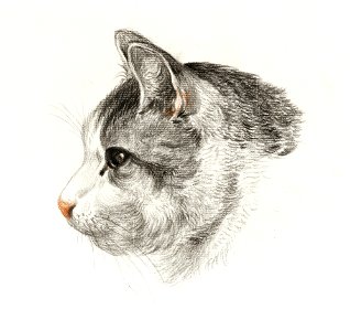 Sketch of a cat (1819) by Jean Bernard (1775-1883).. Free illustration for personal and commercial use.