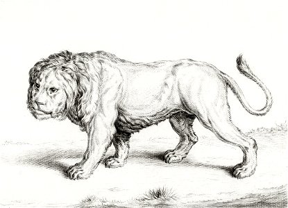 Lion by Jean Bernard (1775-1883).. Free illustration for personal and commercial use.