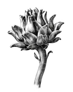 Artichoke by Jean Bernard (1775-1883).. Free illustration for personal and commercial use.