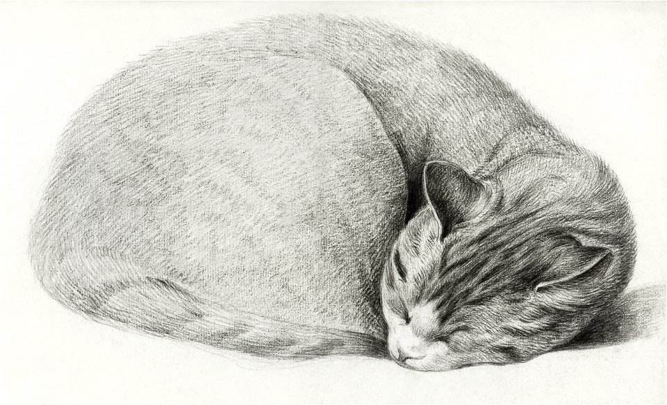 Rolled up lying, sleeping cat by Jean Bernard (1775-1883).