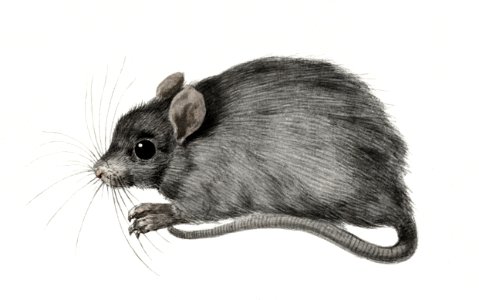 Mouse by Jean Bernard (1775-1883).. Free illustration for personal and commercial use.
