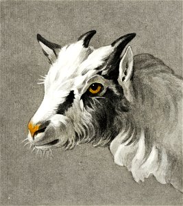 Head of a goat by Jean Bernard (1775-1883).. Free illustration for personal and commercial use.