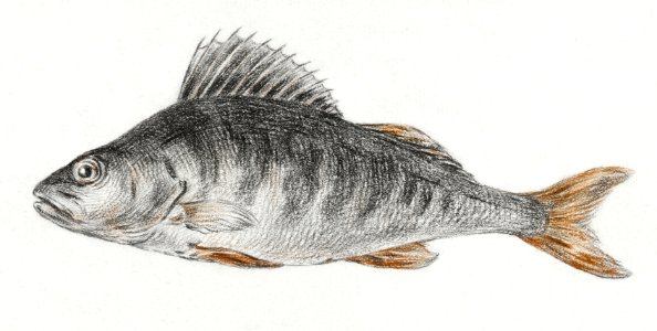 Fish by Jean Bernard (1775-1883).. Free illustration for personal and commercial use.