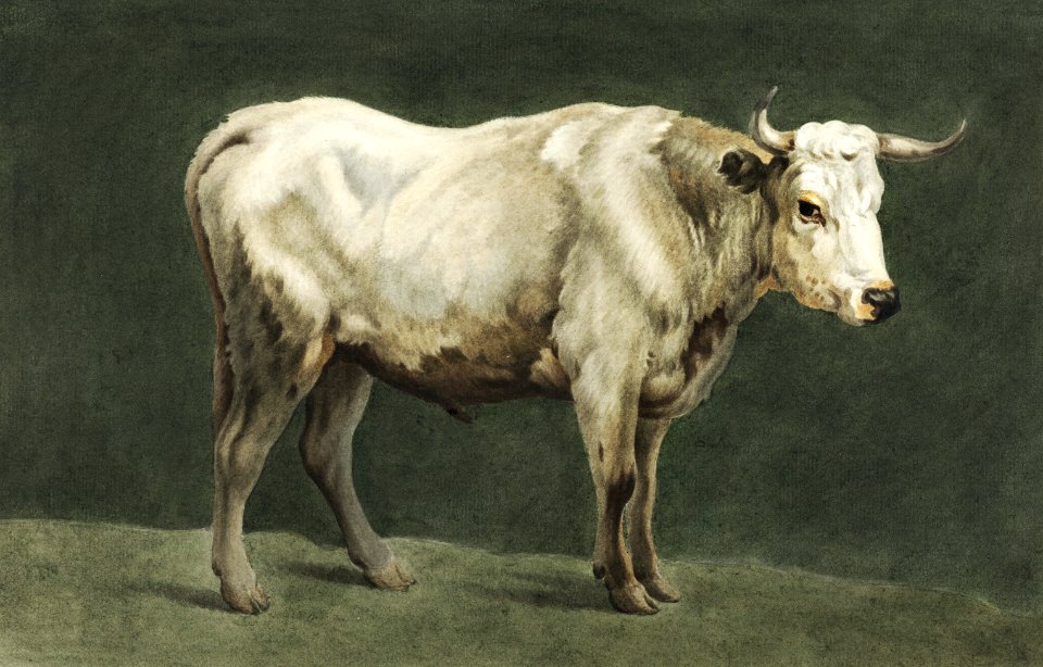 Standing bull painting by Jean Bernard (1775-1883).
