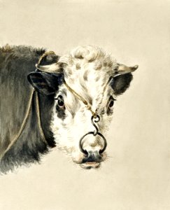 Head of a cow, with a ring through the nose (1820) by Jean Bernard (1775-1883).