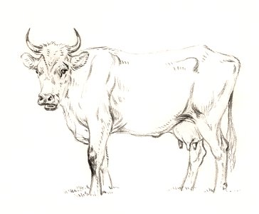 Standing cow (1828) by Jean Bernard (1775-1883).. Free illustration for personal and commercial use.