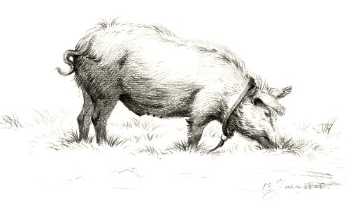 Standing pig in the grass (1805) by Jean Bernard (1775-1883).. Free illustration for personal and commercial use.