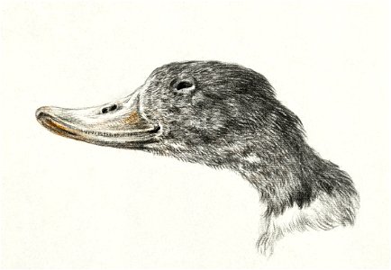 Head of a shelduck (1828) by Jean Bernard (1775-1883).. Free illustration for personal and commercial use.