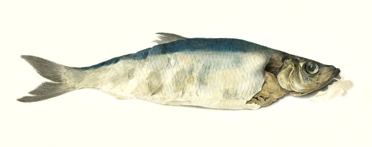 Fish, partly perished (1833) by Jean Bernard (1775-1883).