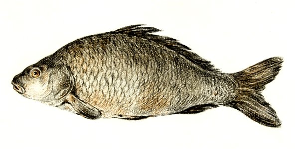 Fish by Jean Bernard (1775-1883).
