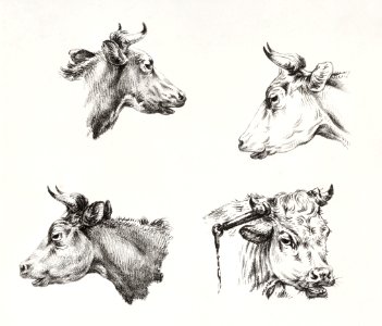 Four bull heads (1809 - 1833) by Jean Bernard (1785 - 1833).. Free illustration for personal and commercial use.