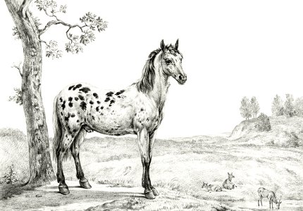 Standing mottled horse by Jean Bernard (1775-1883).. Free illustration for personal and commercial use.
